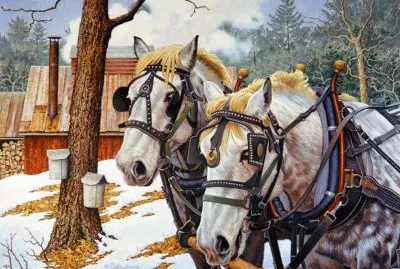 cavalos