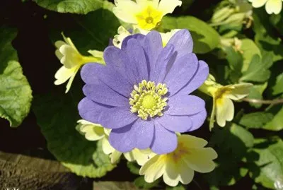 fleur