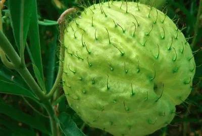 Gomphocarpus physocarpus E.Mey.