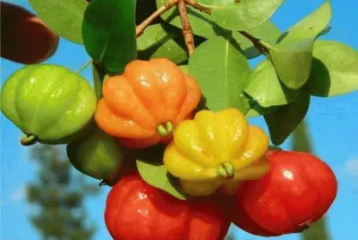 Pitanga - Eugenia uniflora