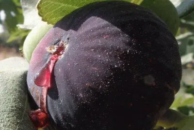 Higo negro _ Ficus carica