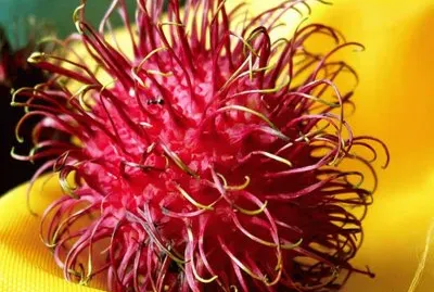 Rambutan - Nephelium lappaceum