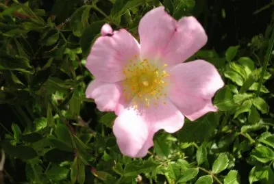 eglantine