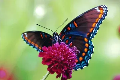 farfalla