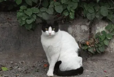 Gato EtÃ­ope