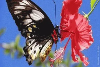 - bonito,(4) jigsaw puzzle