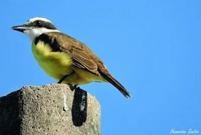 - bonita,(13) jigsaw puzzle