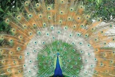 Pavo Real
