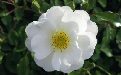 Flor