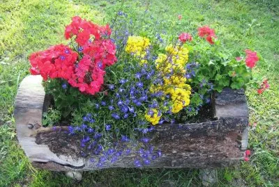 Flores