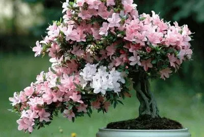 Bonsai