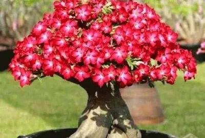 Rosa do deserto
