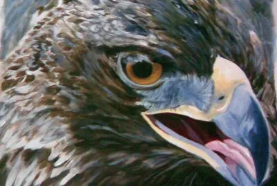 aquila grigia