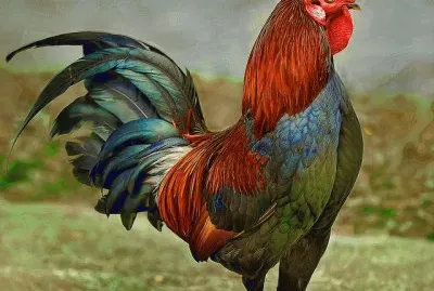 Rooster