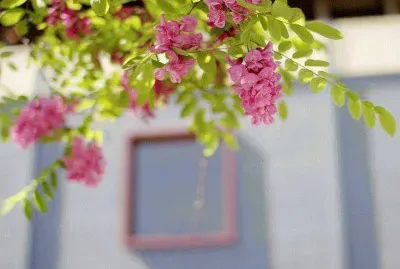 Flores