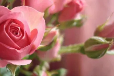 rosa