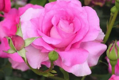 Rosas
