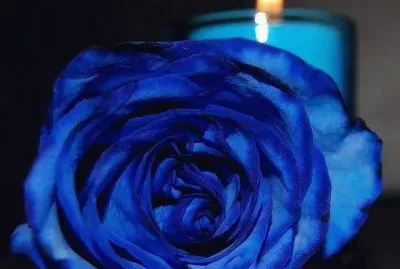 Rosa azul