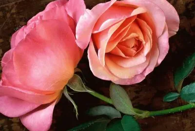 rosas