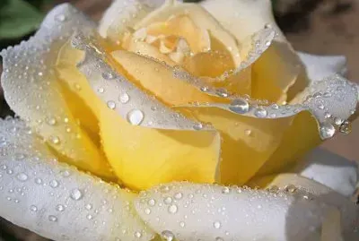 rosas