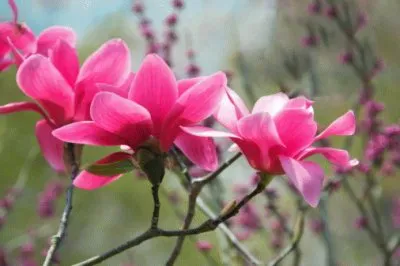 פאזל של magnolia