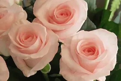 rosas
