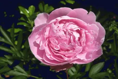 pivoine jigsaw puzzle