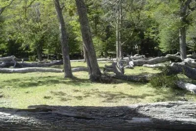 פאזל של Bosque nativo
