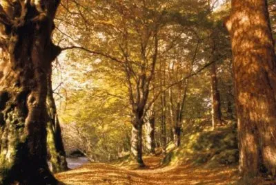 bosque
