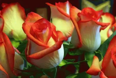 Flores