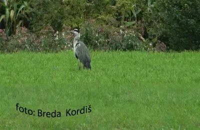 Siva  Äaplja jigsaw puzzle