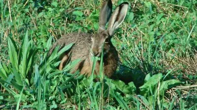 פאזל של Wild rabbit