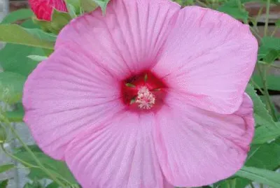 Hibiskus
