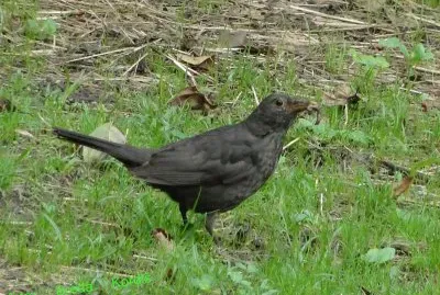 Black bird - female