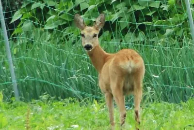 Roe deer