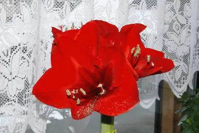 Amarilis jigsaw puzzle