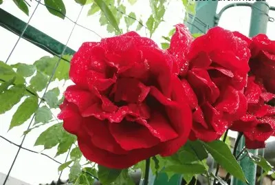 Garderoses jigsaw puzzle