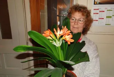 Clivia jigsaw puzzle