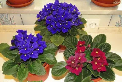 פאזל של Vijolica