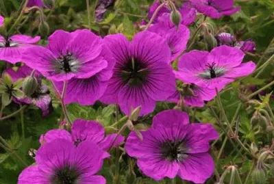 geranium vivace