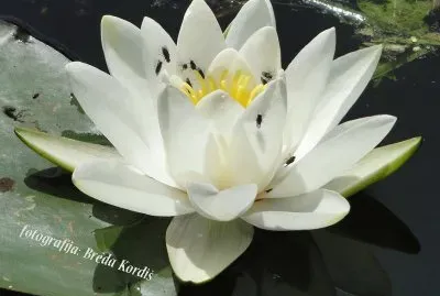 Water lily