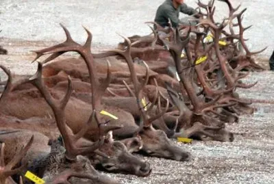 ASESINOS DE CIERVOS.
