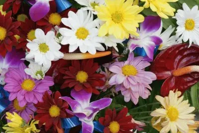 flores