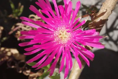 Mom 's Garden flower