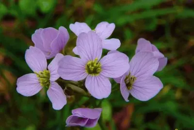 cardamine