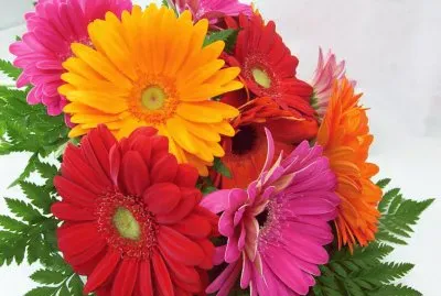 gerberas