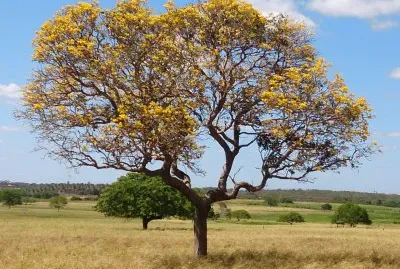 IpÃª Laranja - Jenipapeiro, Aquiraz-Ce. jigsaw puzzle
