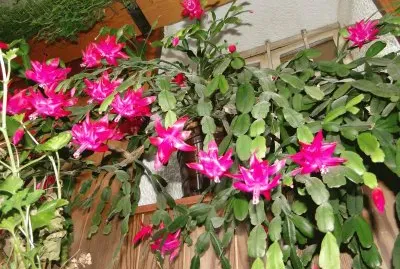 BoÅ¾iÄni kaktus