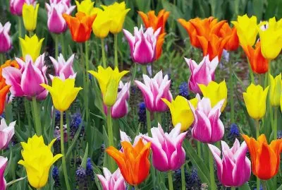 tulipanes
