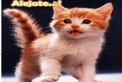 Muchos, muchos gatos